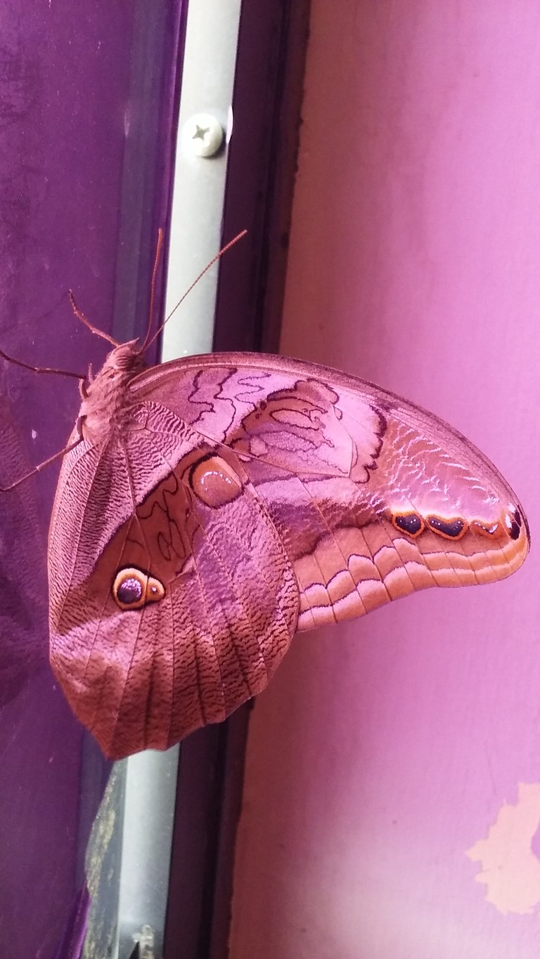 mariposa2.jpg