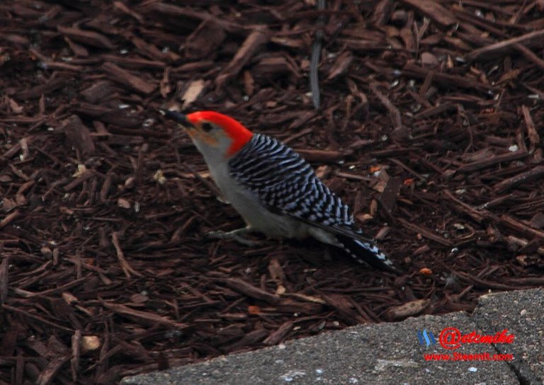 Red-Bellied Woodpecker PFW24.jpg