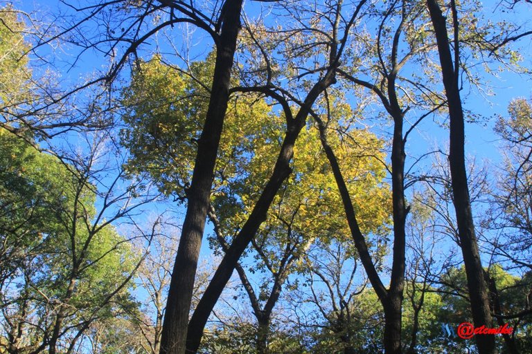 fall colors trees fontenelle forest landscape Fall0050.JPG