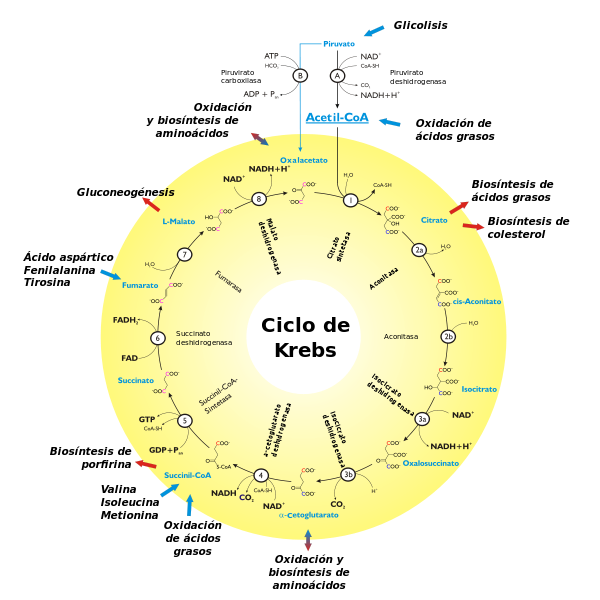 600px-Ciclo_de_Krebs-es_svg.png