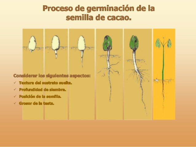 proceso de germinacion.jpg