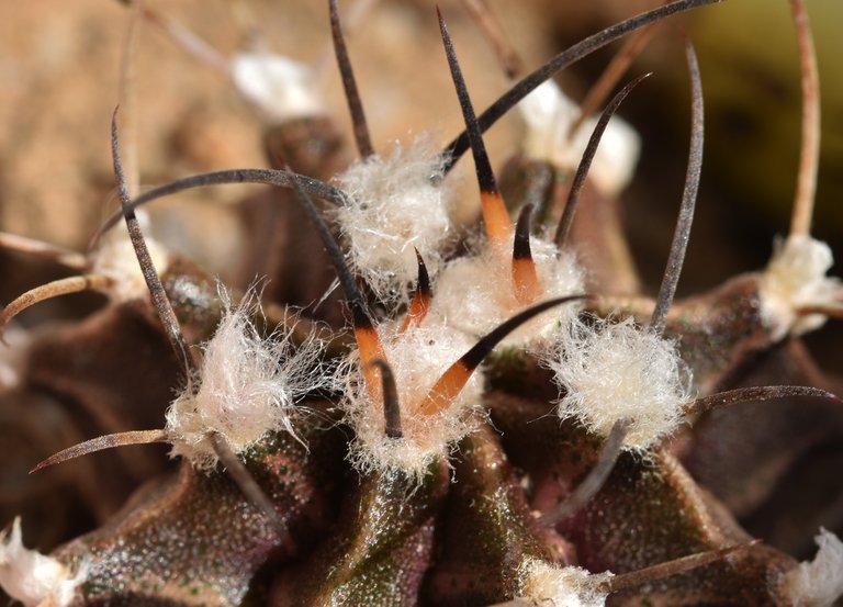 Gymnocalycium Stenopleurum spines 1.jpg