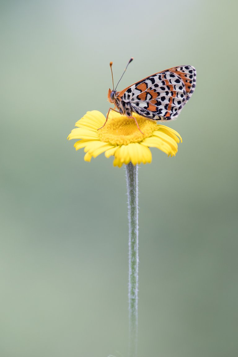 Rote Scheckenfalter (Melitaea didyma)_CI4A9960-BF.jpg