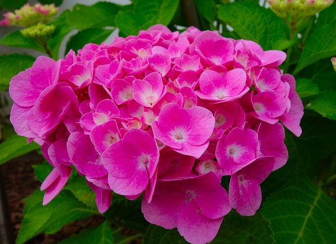 hydrangea-3478519__480.jpg