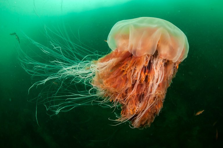 jelly3.jpg