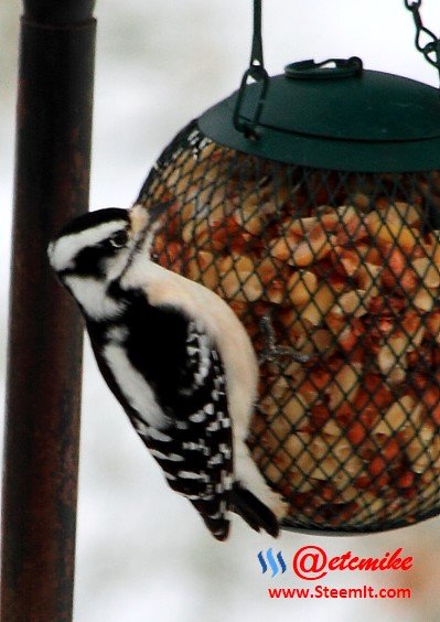 Downy Woodpecker PFW03_0078.JPG