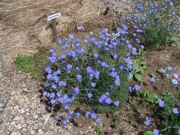 New Herb garden - Row 2 - blue flax crop May 2018.jpg