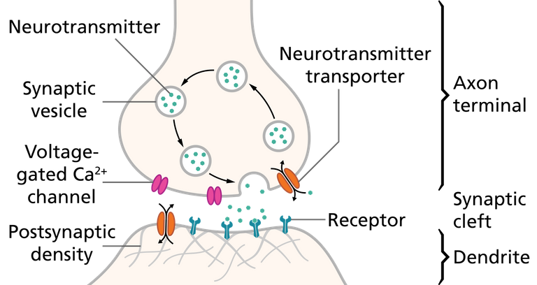 1600px-SynapseSchematic_en.svg.png