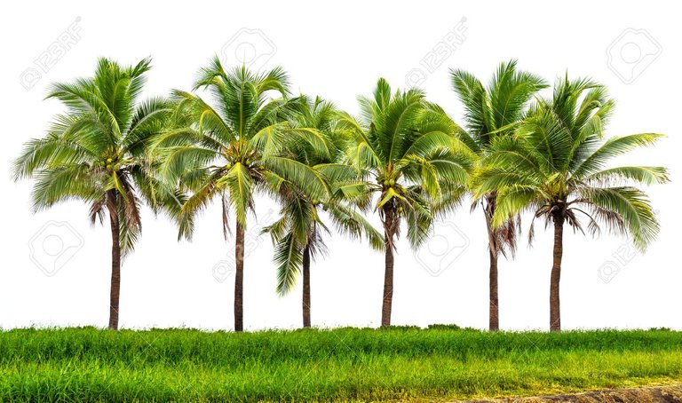 40290082-line-up-of-coconut-tree-and-grassland-isolated-on-white-background.jpg