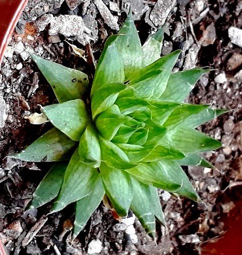 Haworthia Marumiana v Batesiana.jpg