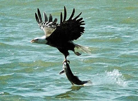 aguila atrapando una presa.jpg