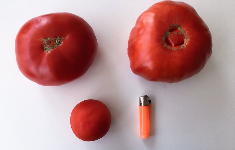 tomates (2).jpg