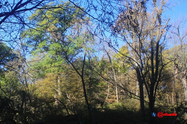 fall trees colors landscape fall-colors fontenelle-forest Fall02085.jpg