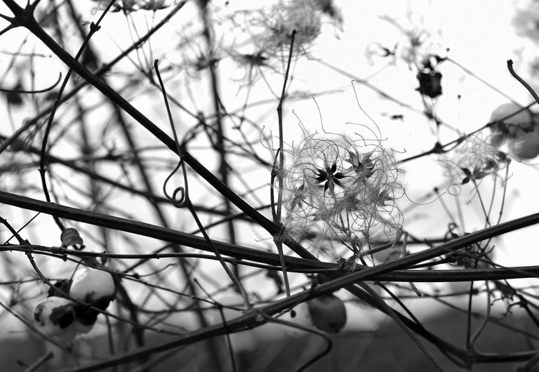 fluffy seeds park bw 2.jpg