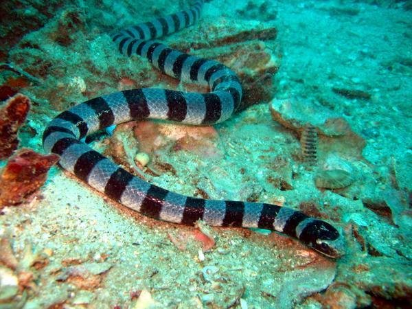 398871-Sea-Snake-II-0.jpg