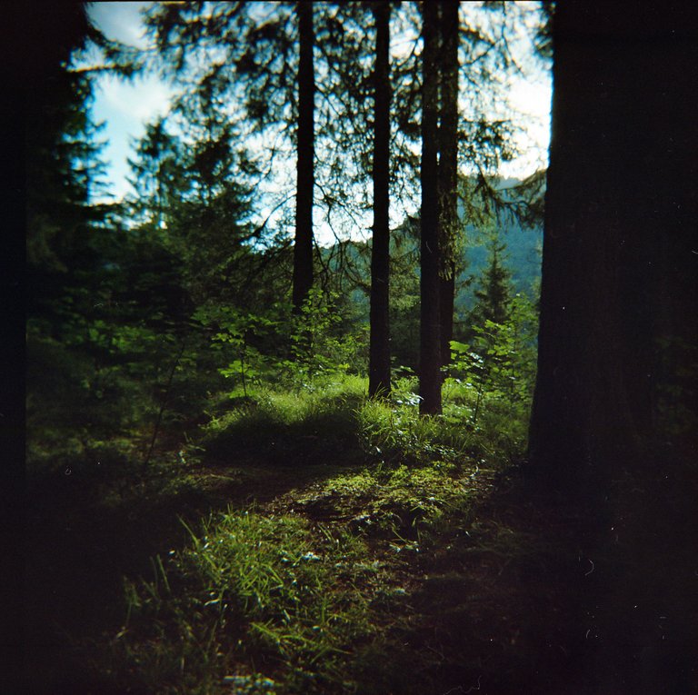 Holga120_800Portra207.jpg