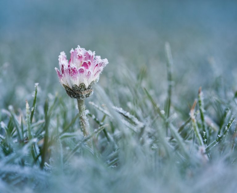 httpspixabay.comendaisy-frost-cold-ice-eiskristalle-2195525-original.jpg