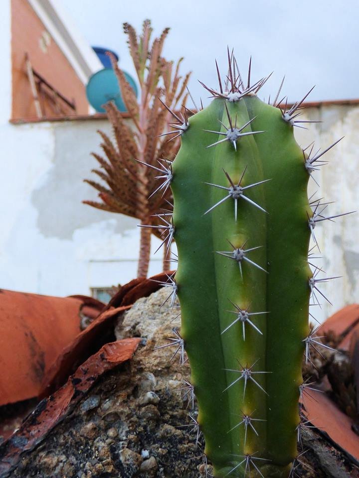 Cactus2.jpg