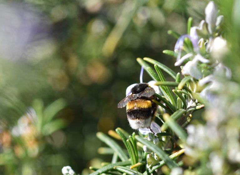 bumblebee rosemary 2.jpg