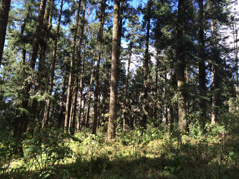 many pine trees filled with monarch butterflies