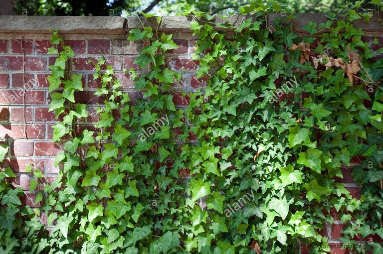 1497460888_english-ivy-or-common-ivy-hedera-helix-growing-on-brick-wall-cw87jn.jpg