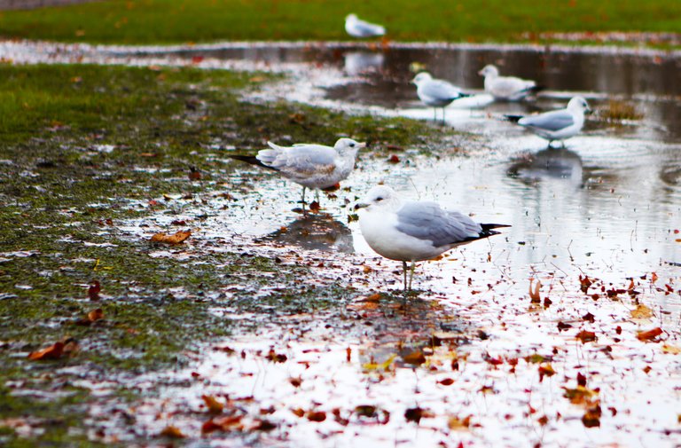 SeagullZigzagBath.jpg