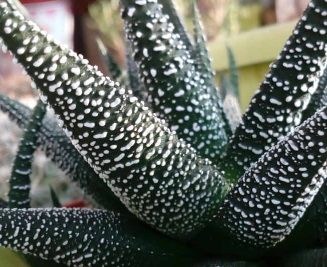 HAWORTHIA    FASCIATA --+.jpg