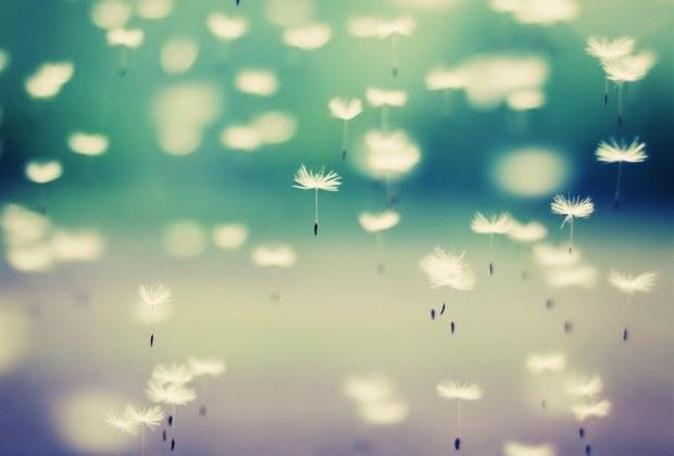 dandelion-flying-seeds-hd-wallpaper.jpg