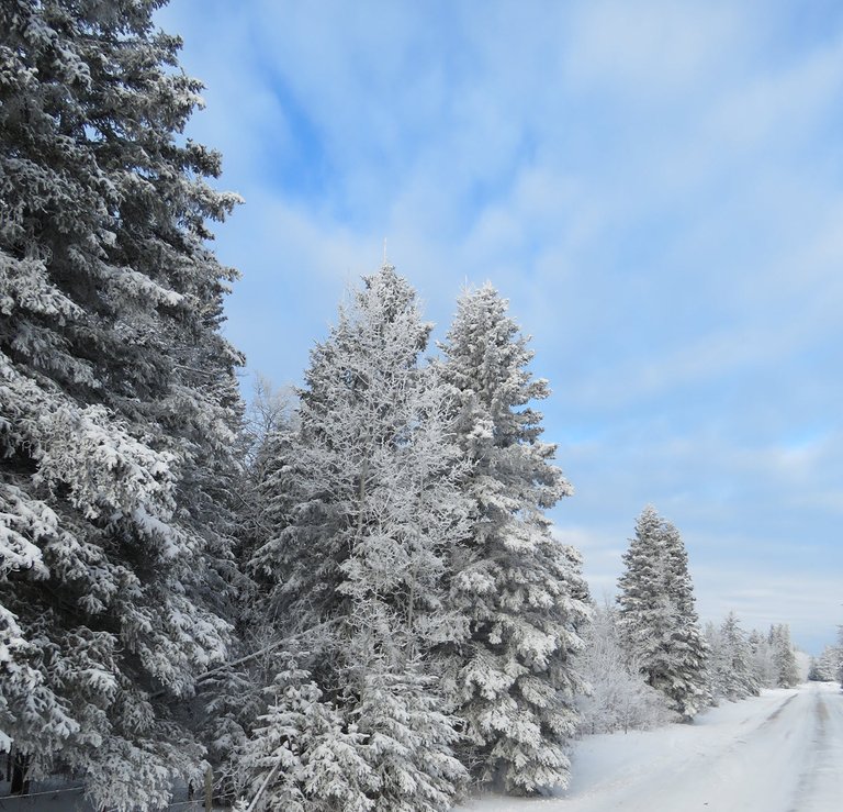 hoar frosted evergreen tree along road with rays of white clouds in the blue sky above.JPG