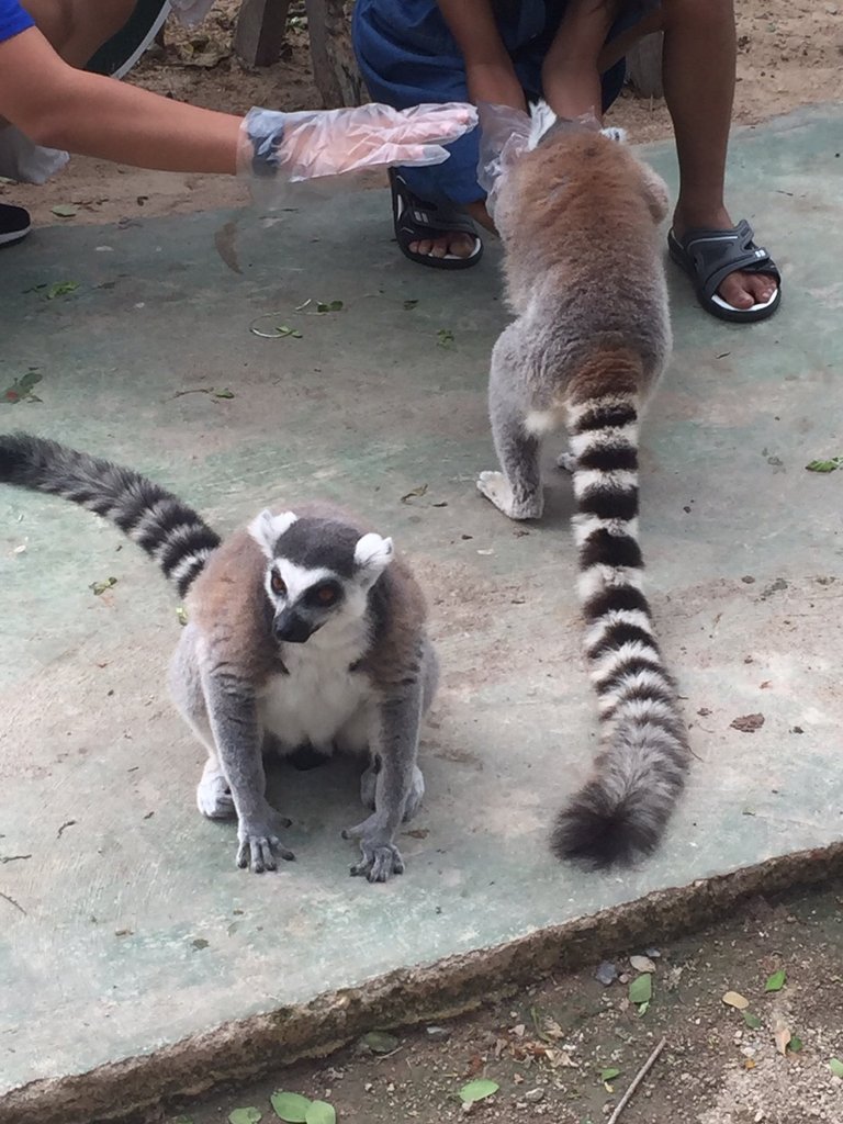 Khao Kheow Open Zoo35.jpg