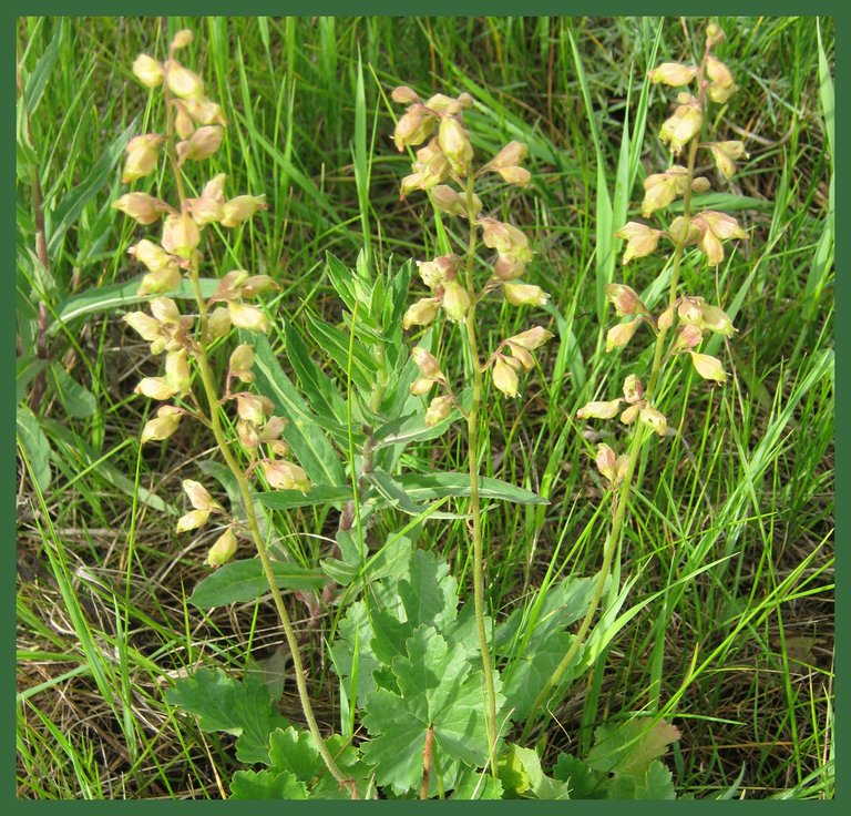 closeup of Heuchera flower.JPG