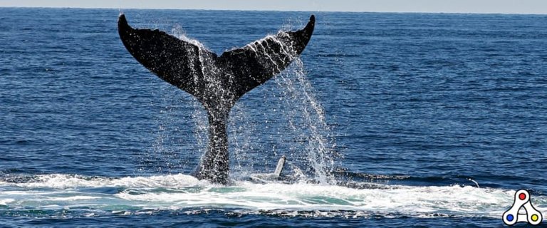 metaverse land whales