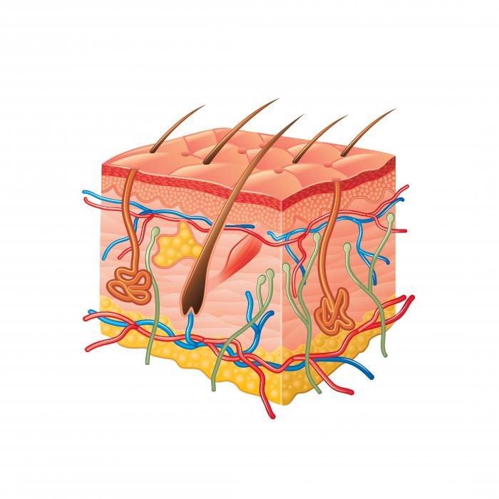 [Cross-section of the skin]