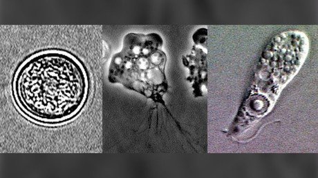 Naegleria fowleri lifecycle stages. © CDC