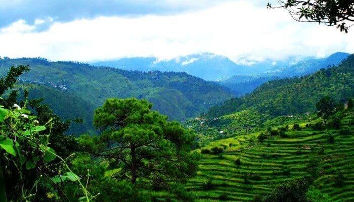 Terrace farming in Ranikhet