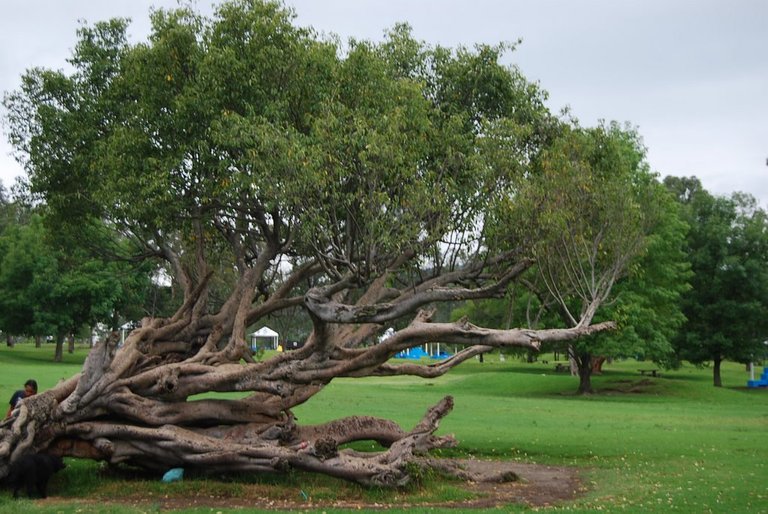 Image of arbol