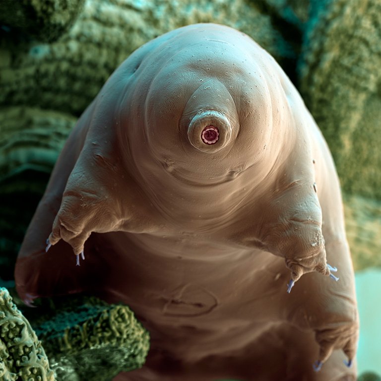 Tardigrade