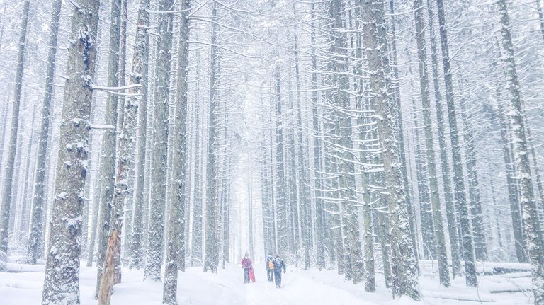   Walking through forbidden forest. Photo by Alis Monte [CC BY-SA 4.0], via Connecting the Dots