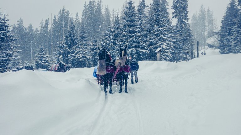   If you are lazy you can always take horse carraige to Morskie Oko. Photo by Alis Monte [CC BY-SA 4.0], via Connecting the Dots