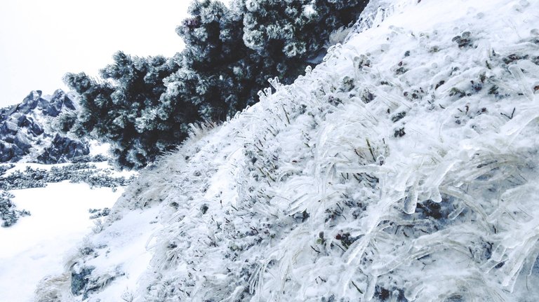   At these heights, in order to survive, some plants have evolved to produce an anti-freeze. Photo by Alis Monte [CC BY-SA 4.0], via Connecting the Dots