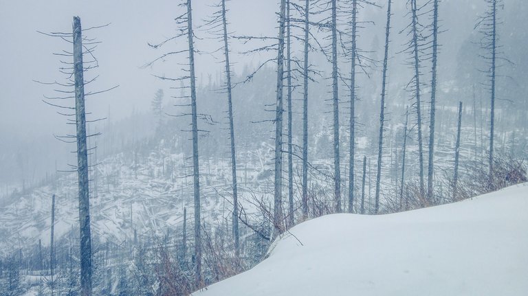   It was the first time I saw what I’m used to now in Tatra Mountains – dead wood. Photo by Alis Monte [CC BY-SA 4.0], via Connecting the Dots