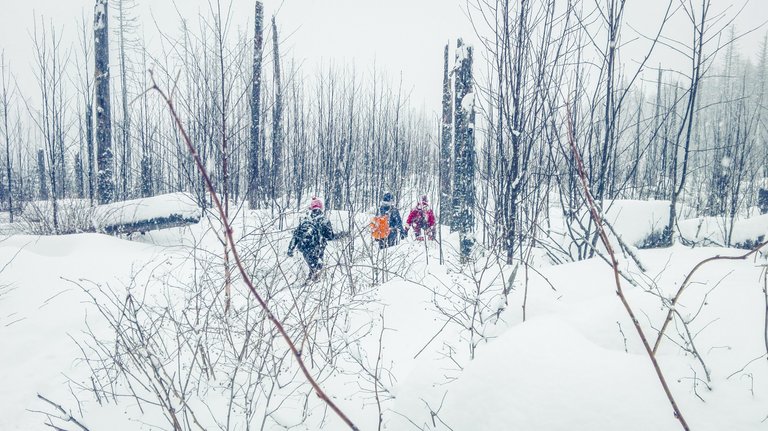   Walking between dea plant. Ew… Photo by Alis Monte [CC BY-SA 4.0], via Connecting the Dots