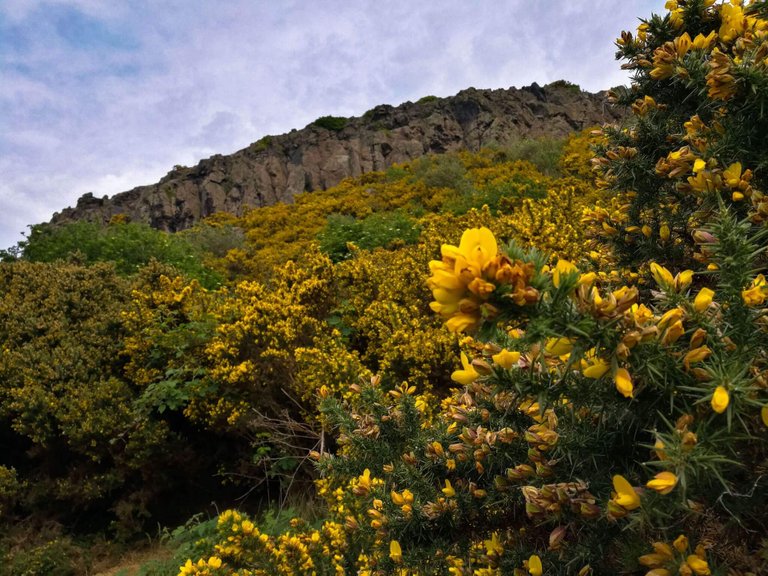 Gorse