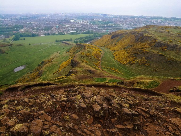 Gorse in the Holyrood park