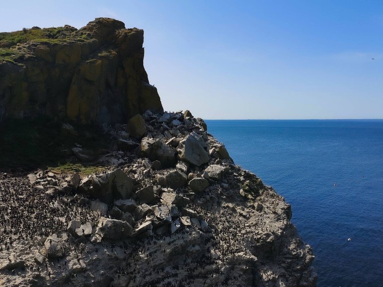 City of guillemots in Lunga Island, the Treshnish isles wildlife tour, Scotland