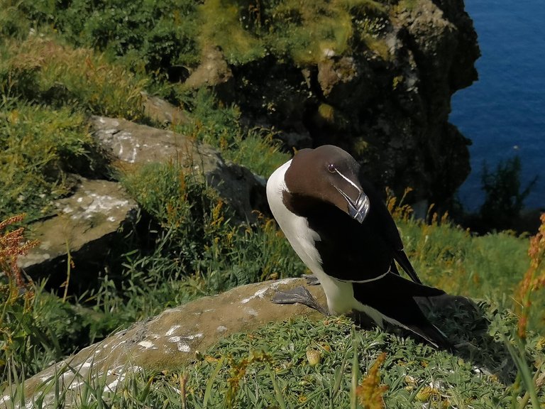 Curious razorbill looking straight at the camera during the Treshnish isles wildlife tour, Scotland