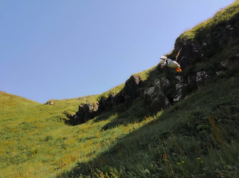 Flying puffin in Lunga Island, the Treshnish Isles wildlife tour, Scotland