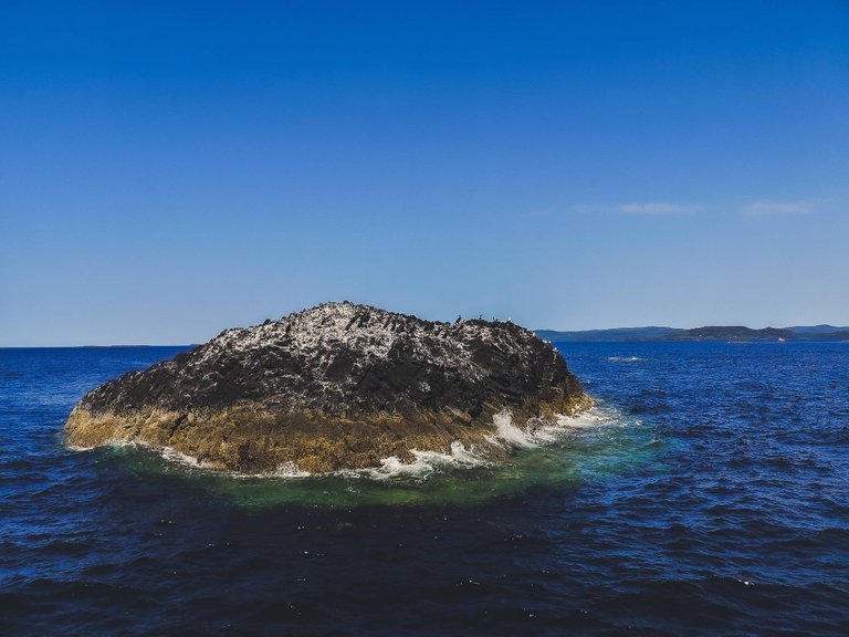 Birds on an islet of the Treshnish Isles, Inner Hebrides, Scotland