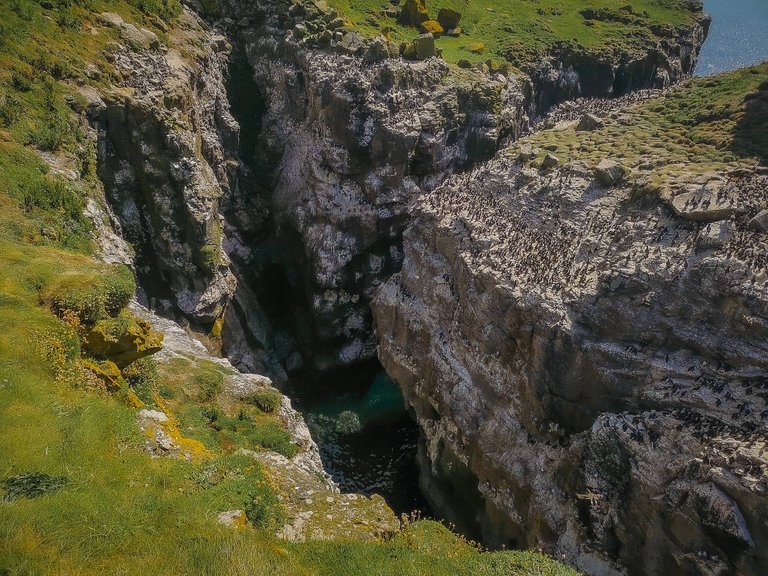 Cliffs of Lunga island populated by guillemots, Scotland