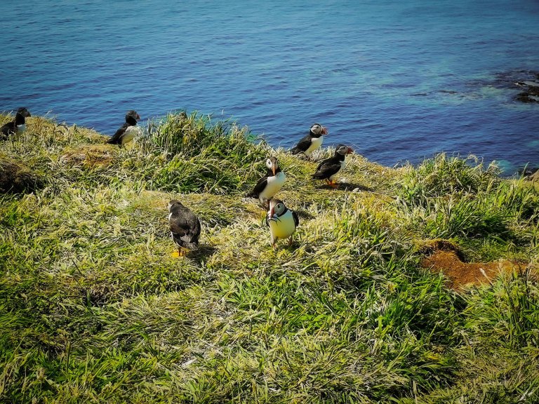 Puffin carrying fishes, the Treshnish Isles wildlife tour, Scotland